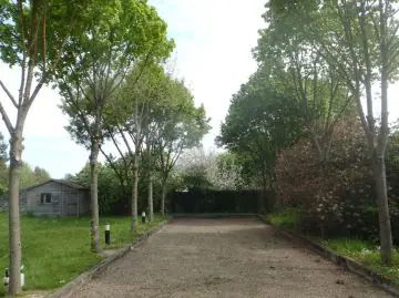 Une allée bordée de tilleuls taillés