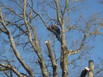 Un grimpeur dans un chêne en cours de démontage, branches coupées