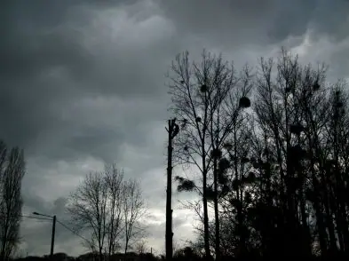 Silhouette d’un grimpeur en haut d’un peuplier démonté, ciel d’orage