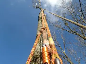 Cordes de rétention orange le long du tronc d’un grand peuplier blanc