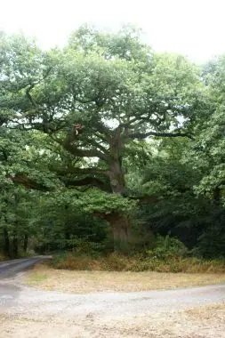 Un très vieux chêne au bord d’un chemin