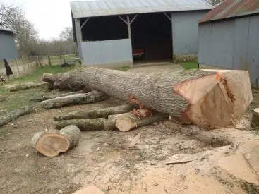 Un tronc de chêne abattu et débité devant un hangar