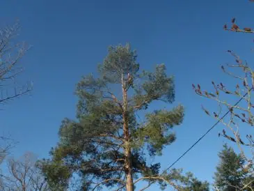 Un pin sylvestre taillé sur fond de ciel bleu