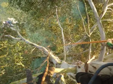 Vue plongeante depuis la cime d’un eucalyptus